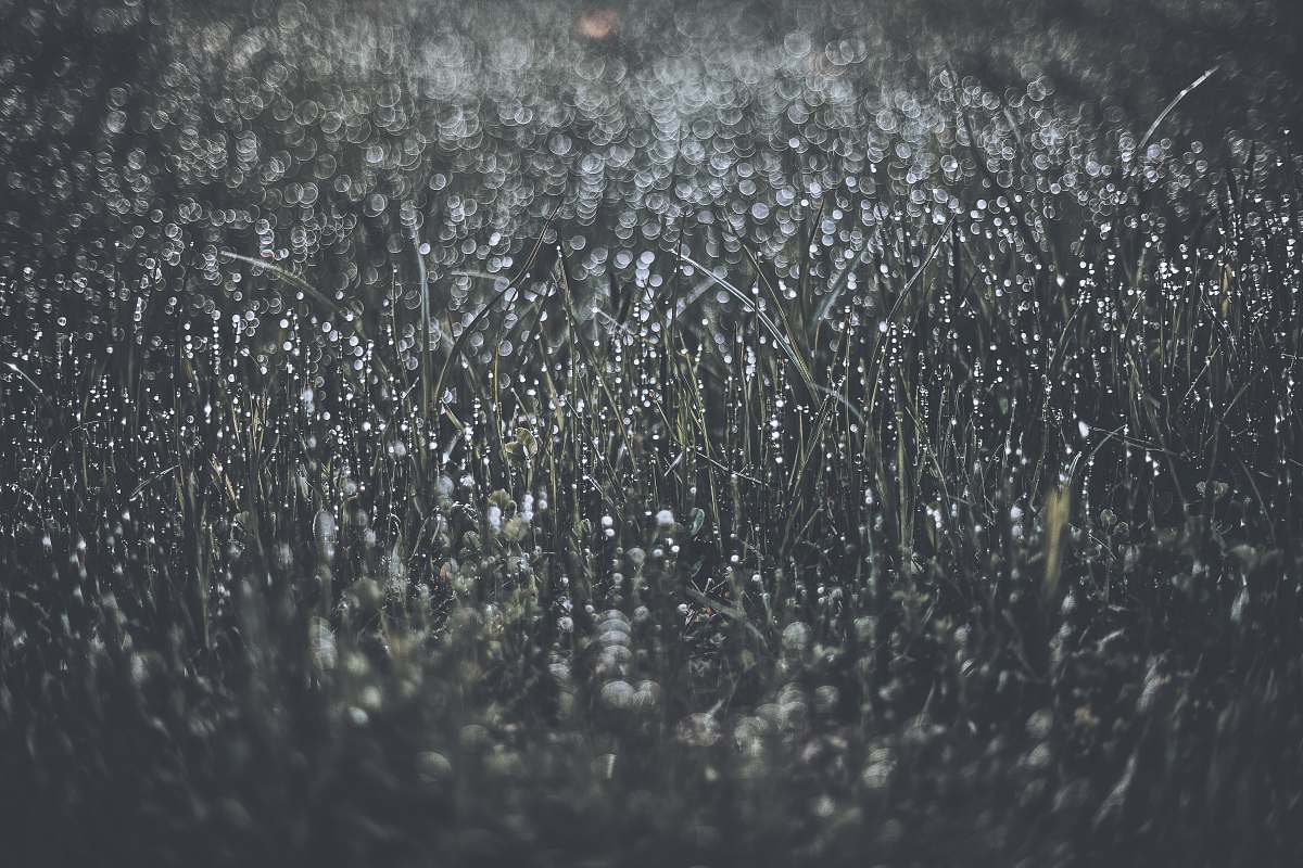 meadows of rit grass field la val